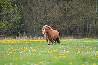 Islandhengste-2012-3089.jpg