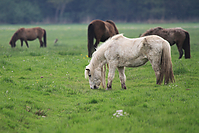 Islandstuten-2012-3322.jpg