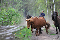 Islandstuten-2012-3399.jpg