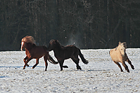 Islandhengste-0977.jpg