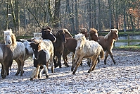 Islandfohlen-01-2012-1135.jpg