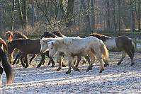 Islandfohlen-01-2012-1168.jpg