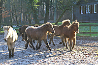 Islandfohlen-01-2012-1180.jpg