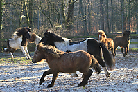 Islandfohlen-01-2012-1206.jpg