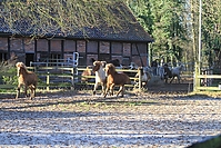 Islandfohlen-01-2012-1328.jpg