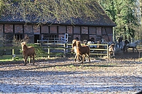 Islandfohlen-01-2012-1330.jpg