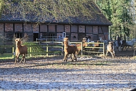 Islandfohlen-01-2012-1332.jpg