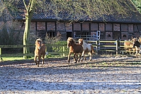 Islandfohlen-01-2012-1337.jpg