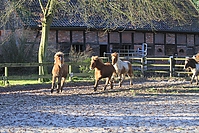 Islandfohlen-01-2012-1338.jpg