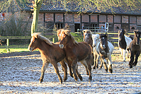 Islandfohlen-01-2012-1355.jpg