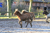 Islandfohlen-01-2012-1374.jpg