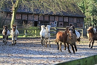 Islandfohlen-01-2012-1411.jpg