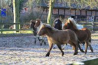 Islandfohlen-01-2012-1416.jpg