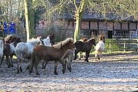 Islandfohlen-01-2012-1427.jpg