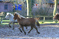 Islandfohlen-01-2012-1455.jpg