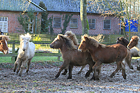 Islandfohlen-01-2012-1463.jpg