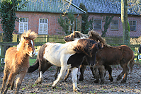 Islandfohlen-01-2012-1466.jpg