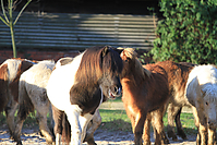 Islandfohlen-01-2012-1470.jpg