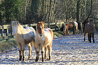 Islandfohlen-01-2012-1530.jpg