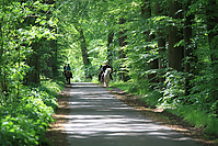 Himmelfahrt-2012-Islandpferde-5238.jpg