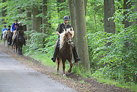 Himmelfahrt-2012-Islandpferde-5327.jpg