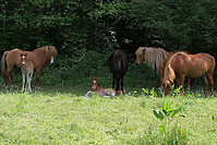 Islandfohlen-Mai-2012-5374.jpg