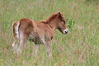 Islandfohlen-Mai-2012-5571.jpg