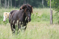 Islandhengste-Mai-2012-5459.jpg