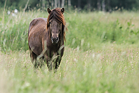 Islandhengste-Mai-2012-5464.jpg