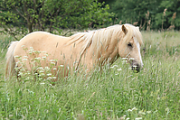 Islandhengste-Mai-2012-5493.jpg