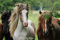 Islandhengste-Mai-2012-5559.jpg