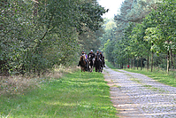 Heidebluetenritt-Islaenderhof-6227.jpg