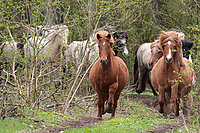 Weideaustrieb-Stuten-2013-0803.jpg