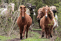 Weideaustrieb-Stuten-2013-0804.jpg