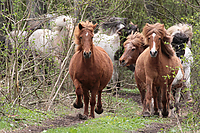 Weideaustrieb-Stuten-2013-0805.jpg