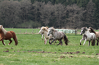 Weideaustrieb-Stuten-2013-0910.jpg