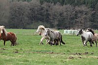 Weideaustrieb-Stuten-2013-0912.jpg