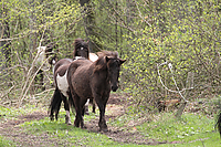 Weideaustrieb-Stuten-2013-0950.jpg