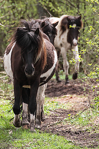 Weideaustrieb-Stuten-2013-0951.jpg