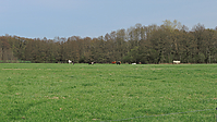 Weideaustrieb-Stuten-2013a-1807.jpg