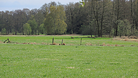 Weideaustrieb-Stuten-2013a-1808.jpg