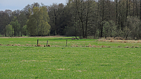 Weideaustrieb-Stuten-2013a-1809.jpg