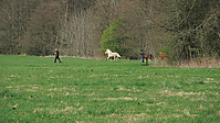 Weideaustrieb-Stuten-2013a-1816.jpg