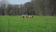 Weideaustrieb-Stuten-2013a-1826.jpg