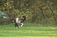 Weideumtrieb-Islandfohlen-9895.jpg