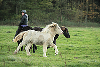 Weideumtrieb-Islandfohlen-9970.jpg