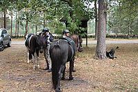 Heidebluetenritt-2013--9716.jpg