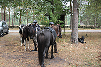 Heidebluetenritt-2013--9717.jpg