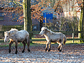 islandfohlen-2014-283842.jpg