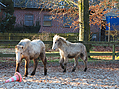 islandfohlen-2014-283846.jpg